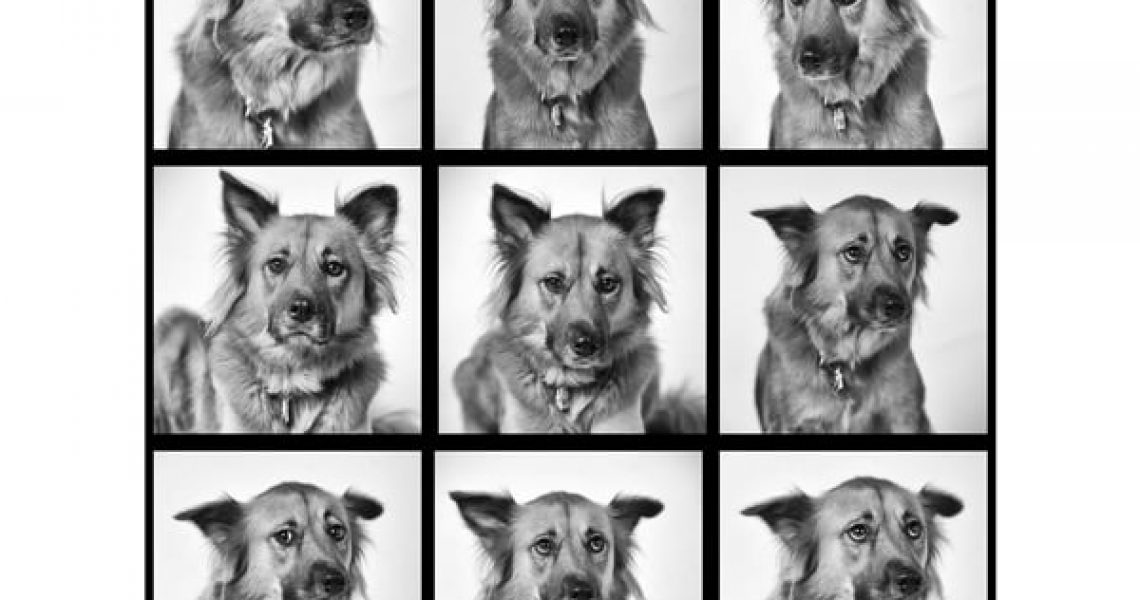 Pet photography dc. Studio portraits of dog nine frames showing different emotions and dog expressions